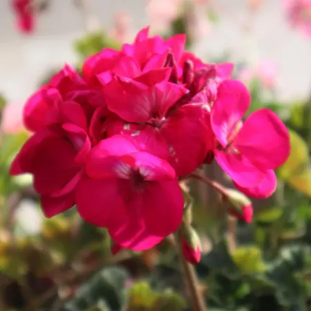 Landhaus-appartements Warraich Апартаменти *