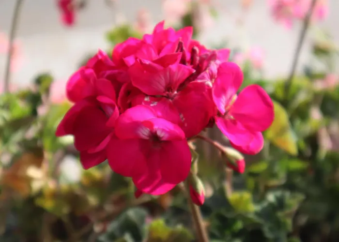 Landhaus-appartements Warraich Apartman *